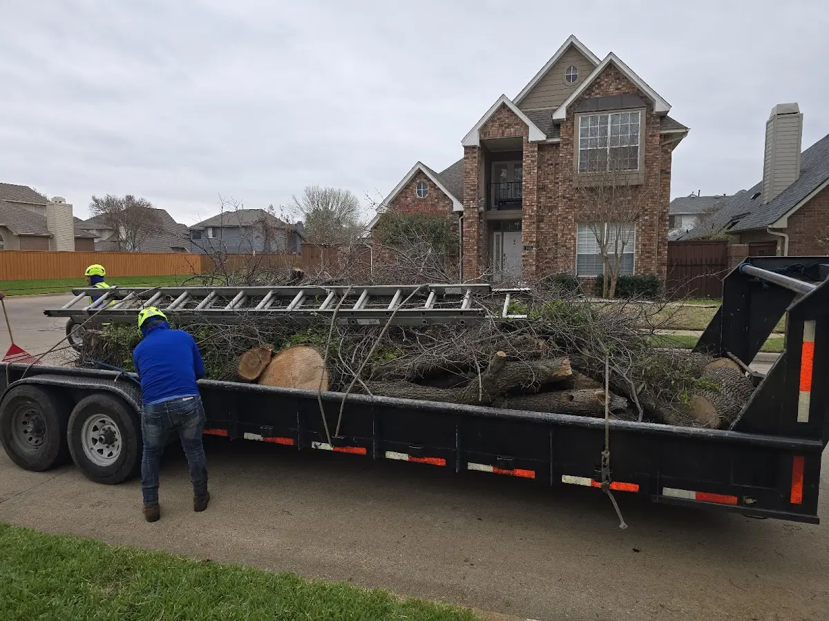 Expert Tree Removal with proper safety equipment in Glencliff